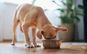 How Small Changes in Diet Can Improve Pet Well-being