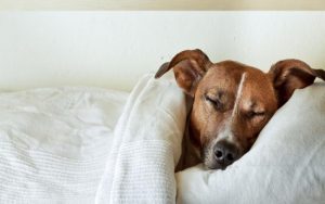 What Every Pet Owner Should Know Before Booking Overnight Care