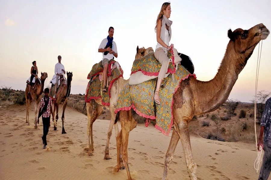 Camel Safari