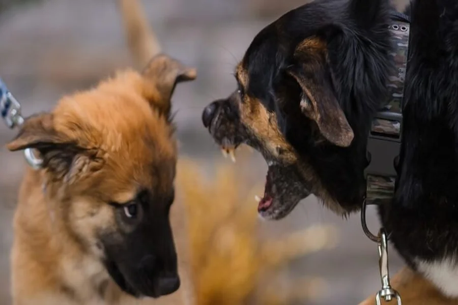 How to Calm Dog Reactivity A Comprehensive Guide to Aggressive Dog Training